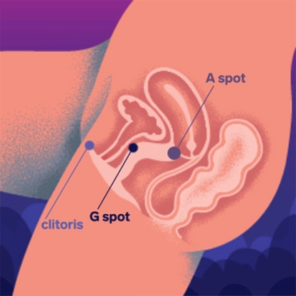 Enigma Double Sonic Purple